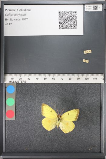 Media type: image;   Entomology 124414